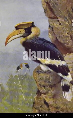 La grande Hornbill (Buceros bicornis), conosciuta anche come la botola di cornuta concava, la grande botola indiana o la grande botola di cornuta, è uno dei membri più grandi della famiglia della botola di cornuta. Si trova nel subcontinente indiano e nel sud-est asiatico. Le sue dimensioni e i suoi colori impressionanti lo hanno reso importante in molte colture tribali e rituali. La grande hornbill è di lunga vita, vive per quasi 50 anni in cattività. È prevalentemente fruttivoro, ma è un opportunista e si preda di piccoli mammiferi, rettili e uccelli. Dal libro ' Animal portraiture ' di Richard Lydekker, e illustrato da Wilhelm Kuhn Foto Stock