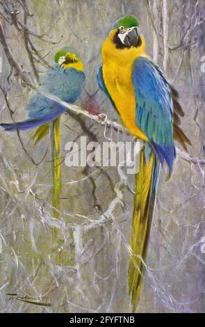 Il macaw blu e giallo (Ara ararauna), noto anche come macaw blu e oro, è un grande pappagallo sudamericano con parti superiori in gran parte blu e parti inferiori arancione chiaro, con sfumature di verde in cima alla testa. È un membro del grande gruppo di pappagalli neotropici conosciuti come macaws. Abita foresta (soprattutto varzea, ma anche in zone aperte di terra firme o foresta non allagata), boschi e savana del Sud America tropicale. Sono popolari nell'avicoltura a causa del loro colore impressionante, della capacità di parlare, della disponibilità pronta nel mercato e del legame stretto con gli esseri umani. Possono Foto Stock