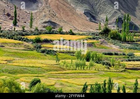 Vista dall'alto del paesaggio ladakh, campo verde a valle con montagne aride intorno, gioco di luce e ombra su terreni agricoli, Leh, Ladakh, India Foto Stock