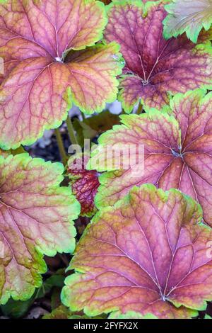 Heuchera 'Delta Dawn' Beauty Foliage Plant Herbaceous Heuchera Leaves Lime-Gold Foliage Red Centre Perennial Garden Heucheras Coral Bells Alumroot Foto Stock