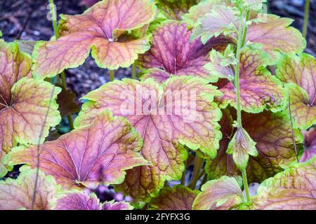 Perenni piante da giardino Foliage Heuchera 'Delta Dawn' Herbaceous Heuchera foglie giugno Perennials Heucheras Coral Bells Alumroot Coralbells Alum Root Foto Stock