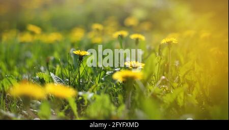 bella primavera ed estate di fondo. campo con i dandelions gialli. luce del sole Foto Stock