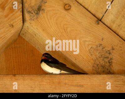 Nido di Tern Swallow in un fascio di legno sotto il tetto Foto Stock