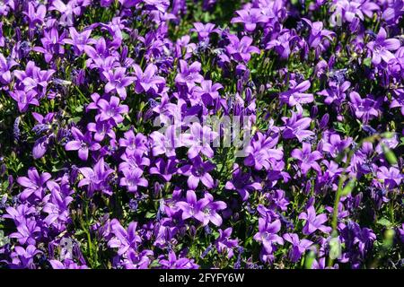 Campanula Resholdts Variety Blu Campanula portenschlagiana Campanula dalmata Bellfiore Rockery Fiori blu Campanula Fiori Alpina piante Giardino Foto Stock