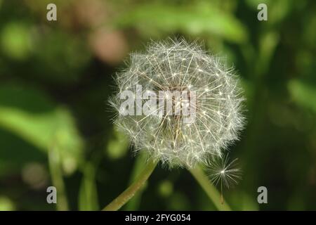 Testa di seme del dente di leone Foto Stock