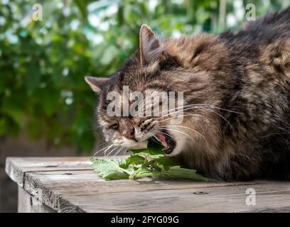 Gatto anziano che mangia la catnip con la bocca aperta. 15 anni femmina tabby gatto su panca di legno fuori nel giardino o patio. Aprire la bocca del gatto con molti mancanti Foto Stock