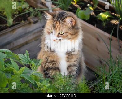 Adorabile gatto dietro menta gatto, guardando qualcosa. Curios multicolore femmina torbie gattino incorniciato da piantatrici da giardino e fogliame. Asimmetrico Foto Stock