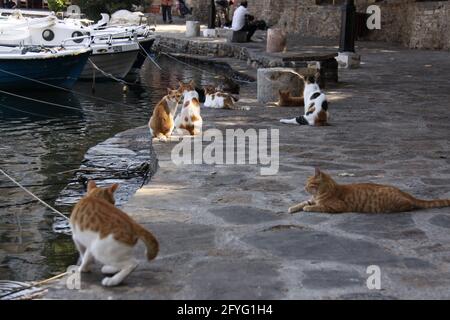 gatti randagi sul molo nel porto Foto Stock