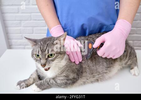 Un medico in uniforme combatte la pelliccia grande del gatto dentro la clinica di veterinario Foto Stock