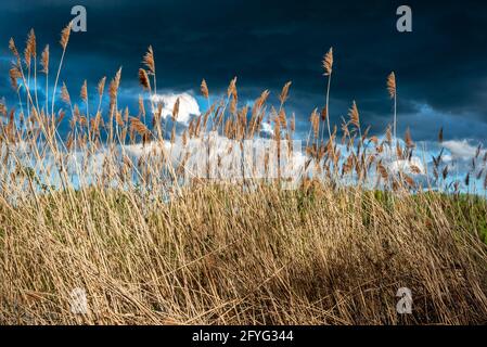 Tempesta nuvole sulla riva coperta di canneti del lago Foto Stock