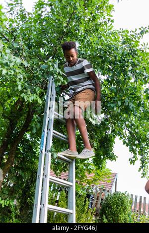 Ragazzo che si arrampica sulla scala vicino all'albero nel cortile Foto Stock