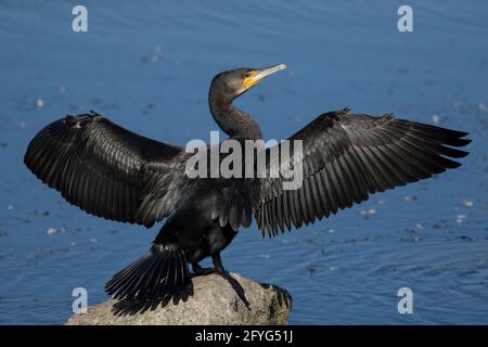 Ali di essiccazione cormorano al sole Foto Stock