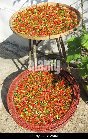 Vista su due cestelli con verde e rosso fresco peperoni chili che asciugano alla luce del sole naturale sul pavimento in asia giardino Foto Stock