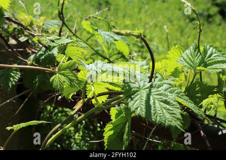 Luppolo selvatico che cresce su siepe vicino a Selling Road vicino a Faversham, Kent, Inghilterra, Regno Unito Foto Stock
