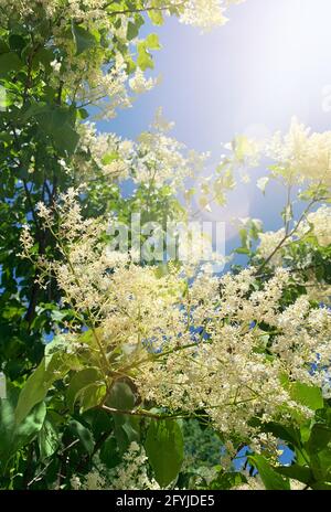 Guardando verso il cielo attraverso l'albero di magnolia in NH, la luce del sole che scende. Foto Stock