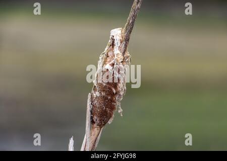 La pianta solitaria di canna appassita sulla riva di un laghetto drenato Foto Stock