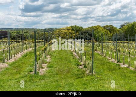 Leonardslee Gardens a West Sussex, Inghilterra, Regno Unito. Vista sul vigneto. Foto Stock