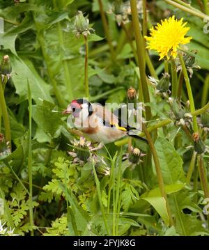 Alimentazione di Goldfinch sui semi di dente di leone Foto Stock