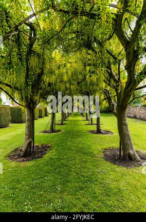 Preston Tower, Prestonpans, East Lothian, Scozia, Regno Unito, 28 maggio 2021. UK Meteo: Arco di Laburnum in fiore: Ogni anno gli alberi ad arco fioriti nel giardino formale forniscono una rivolta di colore giallo Foto Stock