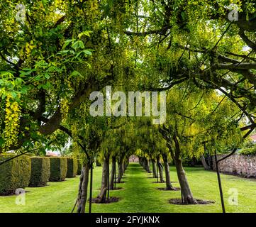 Preston Tower, Prestonpans, East Lothian, Scozia, Regno Unito, 28 maggio 2021. UK Meteo: Arco di Laburnum in fiore: Ogni anno gli alberi ad arco fioriti nel giardino formale forniscono una rivolta di colore giallo Foto Stock