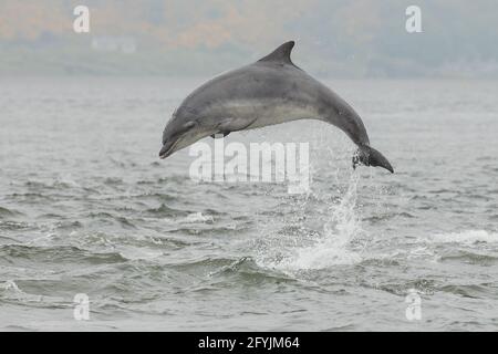 Delfino a collo di bottiglia - popolazione di Moray Firth Foto Stock