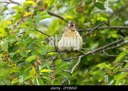 Rose-breasted grosbeak in serviceberry Foto Stock