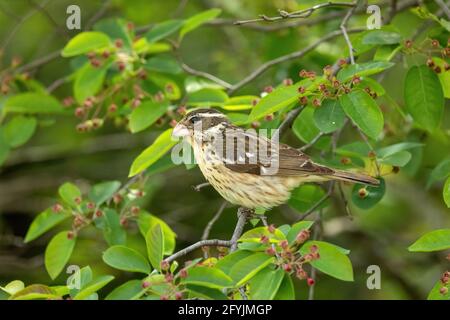 Rose-breasted grosbeak in serviceberry Foto Stock