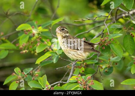 Rose-breasted grosbeak in serviceberry Foto Stock