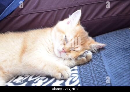 Gattino inglese shorthair, BKH Kitten, gattino beige, gattino inglese dorme sulla sua zampa Foto Stock