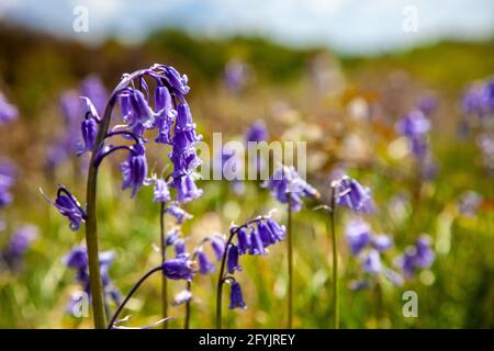 Bluebells che cresce in un campo. Mostrare uno stelo di bluebells con molti altri in messa a fuoco poco profonda in background. Immagine orizzontale. Foto Stock