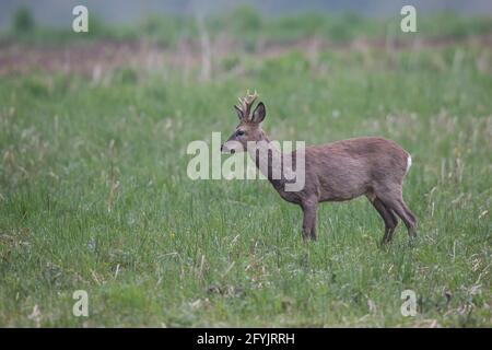 REH, Capreolus capreolus, capriolo Foto Stock