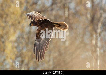 La palude occidentale harrier volare nella foresta di betulla la mattina di primavera nella Finlandia occidentale. Foto Stock