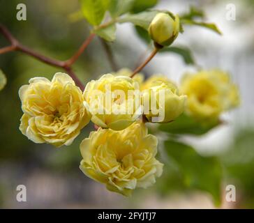 Minuscoli fiori della Lady Banks Rose, una vigorosa rosa gialla di arrampicata. Rosa banksian giallo, spinoso semi evergreen.Rosa banksiae lutea. Foto Stock
