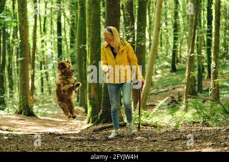 Donna in un cappotto giallo che cammina e gioca con il suo cane cocker spaniel nel bosco del Galles. Foto Stock