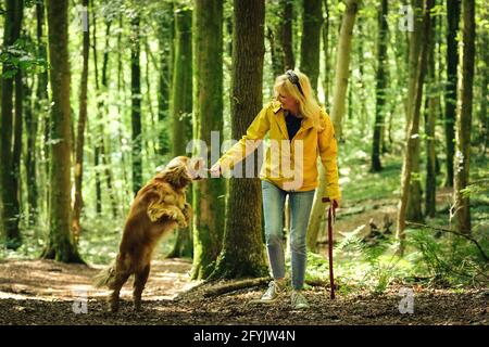 Donna in un cappotto giallo che cammina e gioca con il suo cane cocker spaniel nel bosco del Galles. Foto Stock