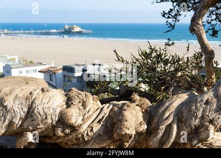 Uno scoiattolo di terra siede su un tronco di albero twistato che si affaccia sul Molo di Santa Monica e sull'oceano a Santa Monica, California, Stati Uniti Foto Stock