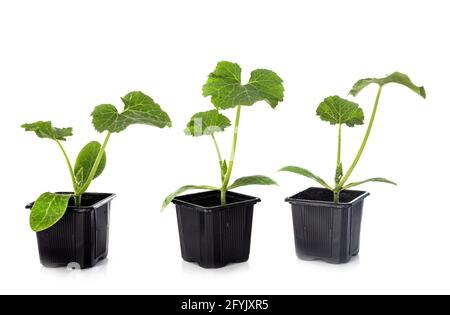 Pianta di Zucchini davanti a fondo bianco Foto Stock