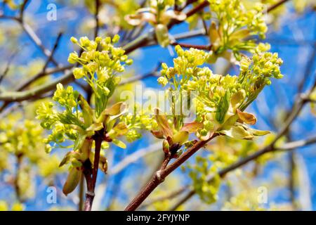 Acero di Norvegia (acer platanoides), primo piano che mostra i fiori giallastri che appaiono sull'albero in primavera prima che le foglie siano prodotte. Foto Stock