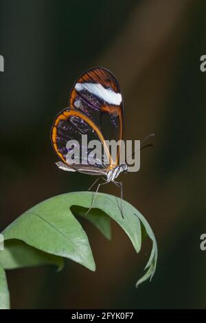 A Paula Clearwing Butterfly, Oleria paula, in una voliera delle farfalle in Costa Rica. Trovato dal Messico a Panama. Foto Stock