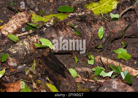 Un sentiero di frondanti che trasportano pezzi di piante tagliate di nuovo alla loro colonia per coltivare cibo. Costa Rica. Foto Stock