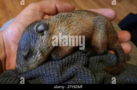 Adorabile bambino che dorme sulla mia mano Foto Stock