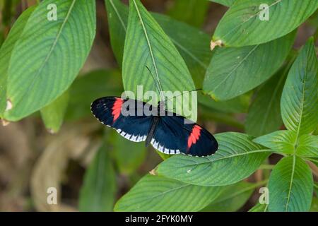 Heliconius melpomene sticheli, una sottospecie della farfalla Postman o Postman comune ed è originaria delle Ande Mountains dell'Ecuador. Foto Stock