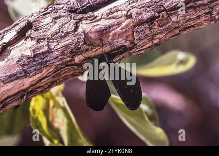 La farfalla dalle bande azzurre o la farfalla del Re Crow, Euploea eunice, a Guam. Foto Stock