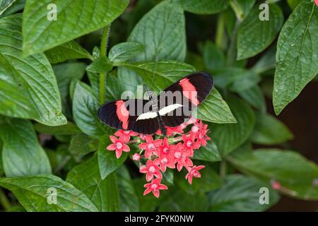 La piccola farfalla del postino, Heliconus erato, si trova dal Texas del Sud al Sudamerica. Foto Stock
