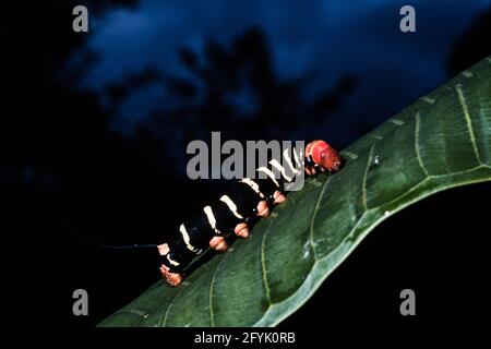 Il bruco della gigantesca falce grigia è chiamato il bruco di Frangipani o Frangipani Hornworm. Mostrato qui a Panama. Foto Stock