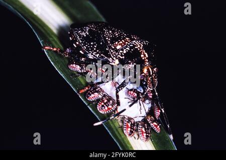 Un bug di protezione Pentatomide o di pupore, Antiteuchus tripterus, che protegge la sua cova di ninfe da vespe parassitarie a Panama. Foto Stock