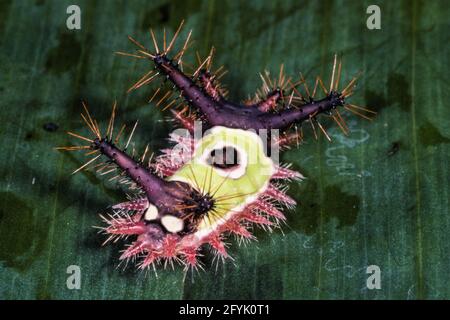 I pilastri della Moth Caterpillar di Saddleback sono velenosi da spine che causano un pungiglione molto doloroso. Foto Stock