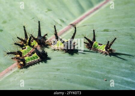 I pilastri della Moth Caterpillar di Saddleback sono velenosi da spine che causano un pungiglione molto doloroso. Foto Stock