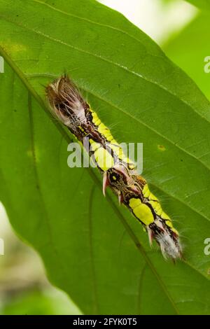 il bruco o larva della farfalla Morpho Blu comune, Morpho peleides, in Costa Rica. Foto Stock