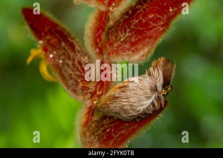 Puss Moth Caterpillar della Southern Flannel Moth, Megalopyge opercularis, su un peloso impianto di heliconia nella foresta pluviale della Costa Rica. Foto Stock